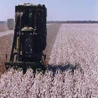 Cotton Picker