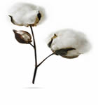 Cotton