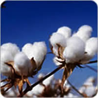 cotton